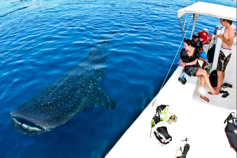 Osservando uno squalo balena dalla barca