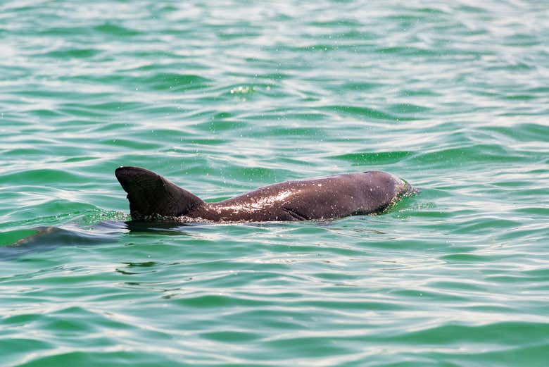 Keep your eyes peeled for dolphins