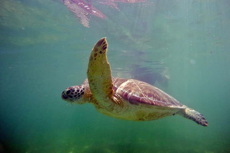 Une des tortues marines d’Akumal