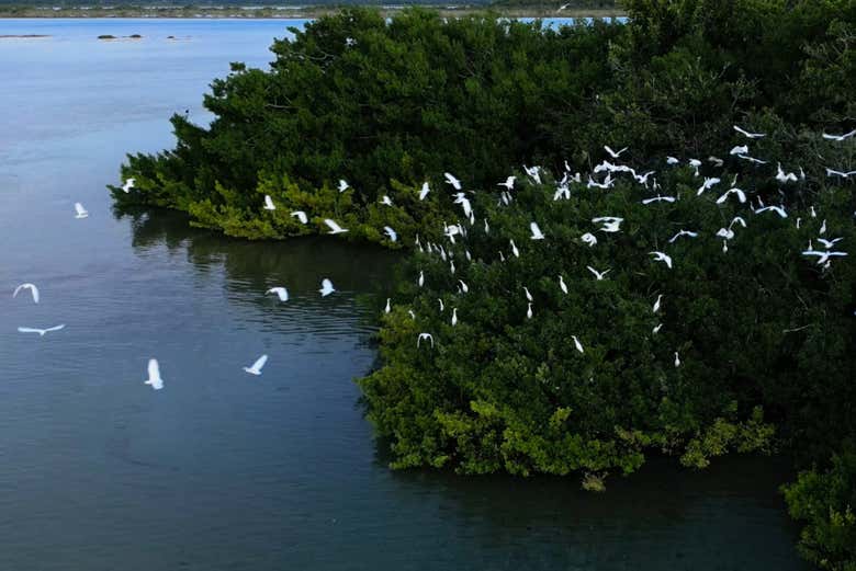 Isla de los Pajáros