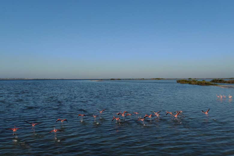 La laguna está habitada por flamencos