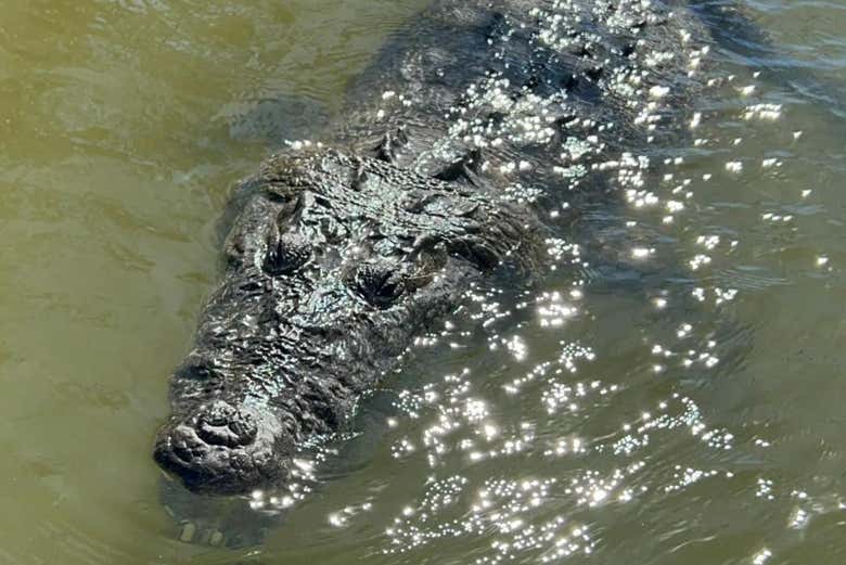 Podréis avistar caimanes