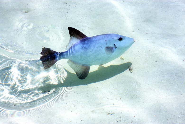 Fauna marinha na Isla Contoy
