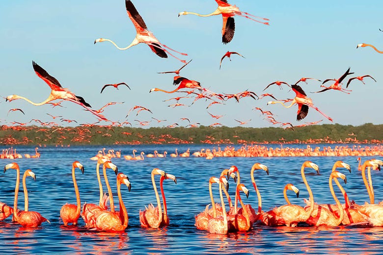 Flamingos in Las Coloradas