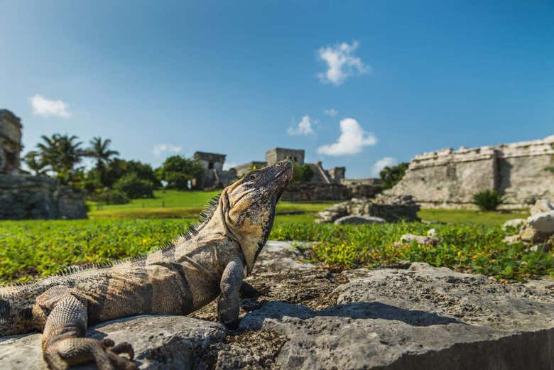 Iguana en las ruinas de Tulum