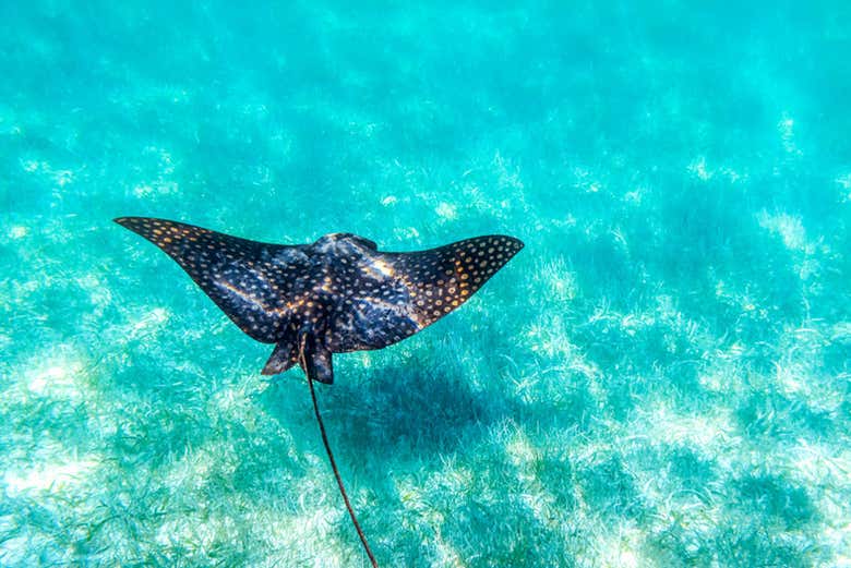 Una mantarraya