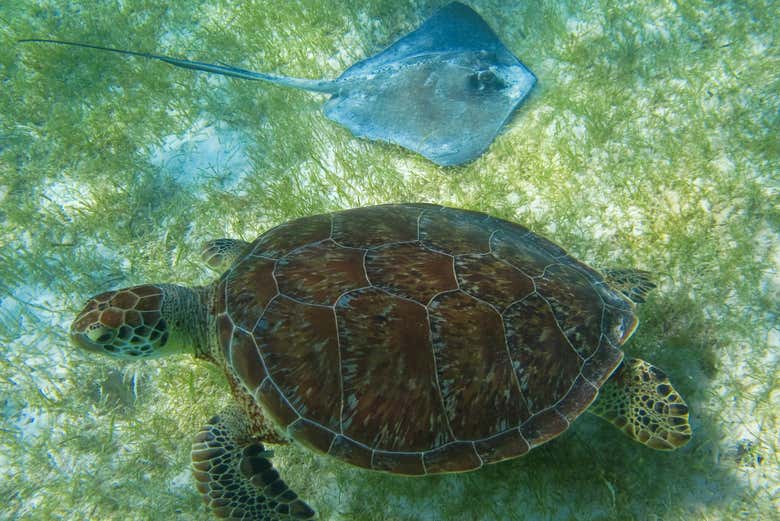 Turtle and manta ray in the Caribbean