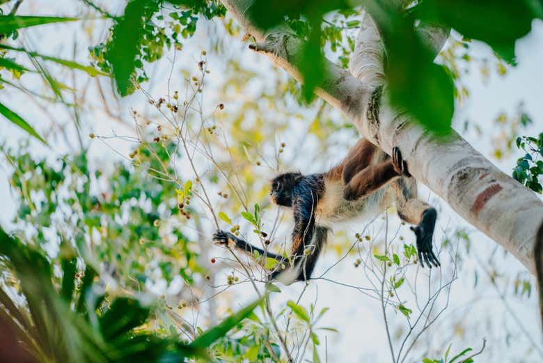 Um macaco entre as árvores do complexo de cenotes