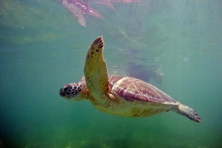 Sea turtle experience in Akumal Bay