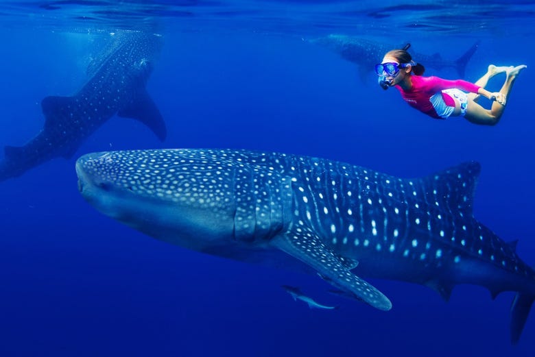 Nadando entre tubarões-baleia