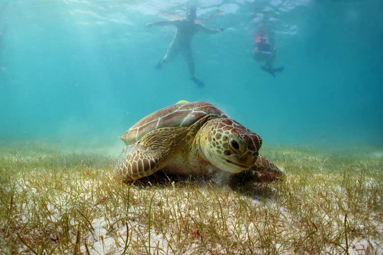 Dos bañistas nadando junto a una tortuga marina