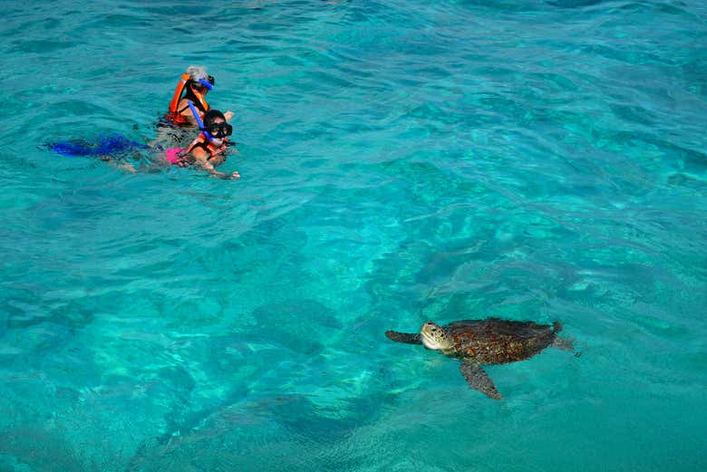 Nadando junto a una tortuga 