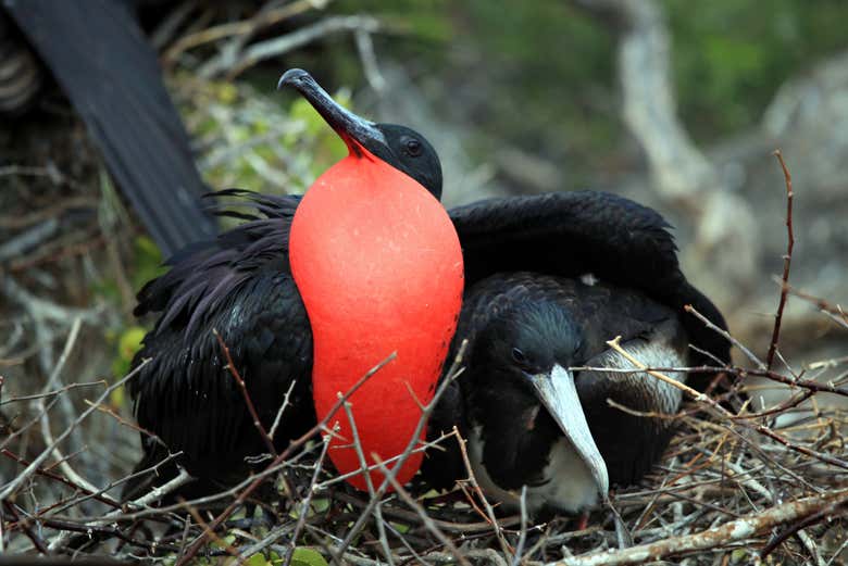 Pájaros endémicos