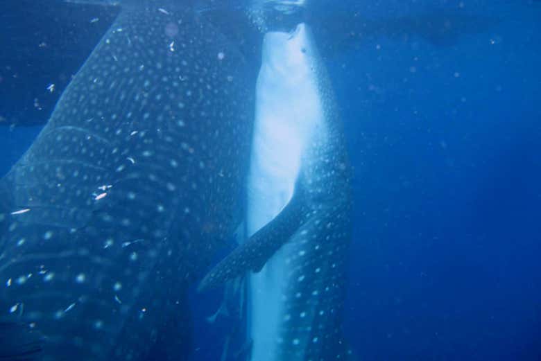 Pareja de tiburones ballena comiendo