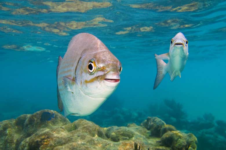 You'll see tropical fish!