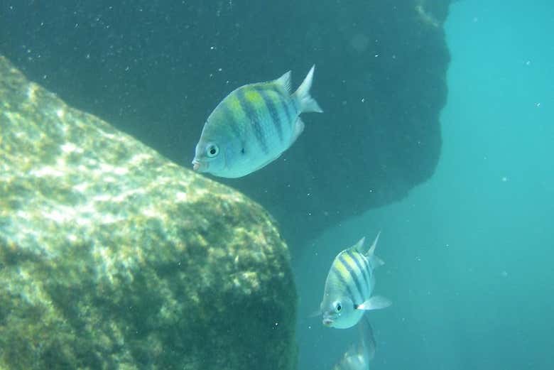 Vendo os peixes tropicais