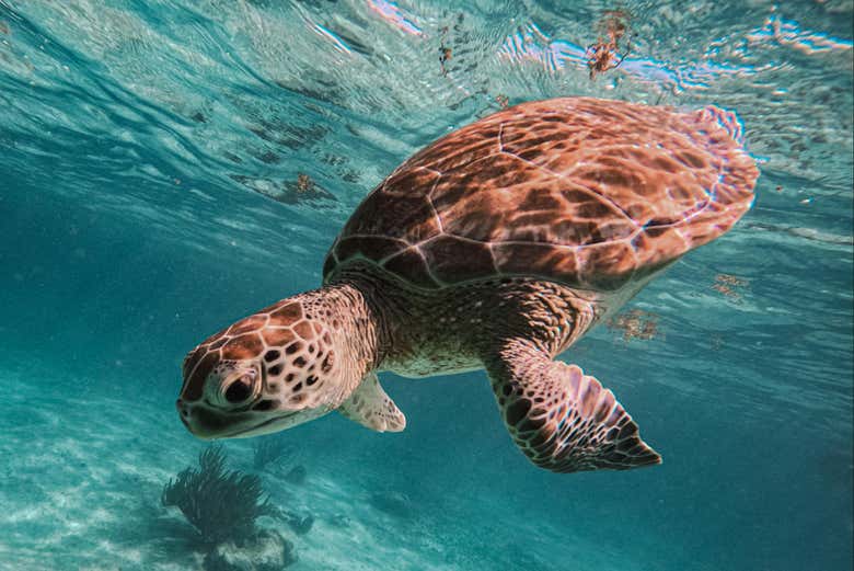 Biodiversidade de Akumal