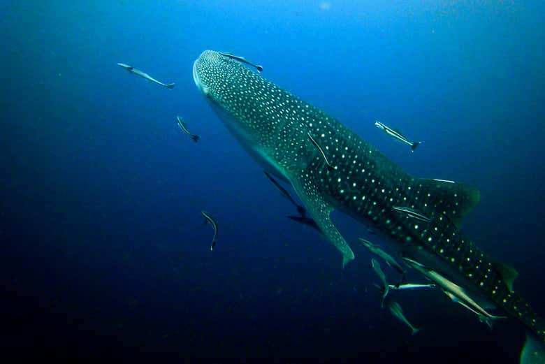 Tiburón ballena nadando