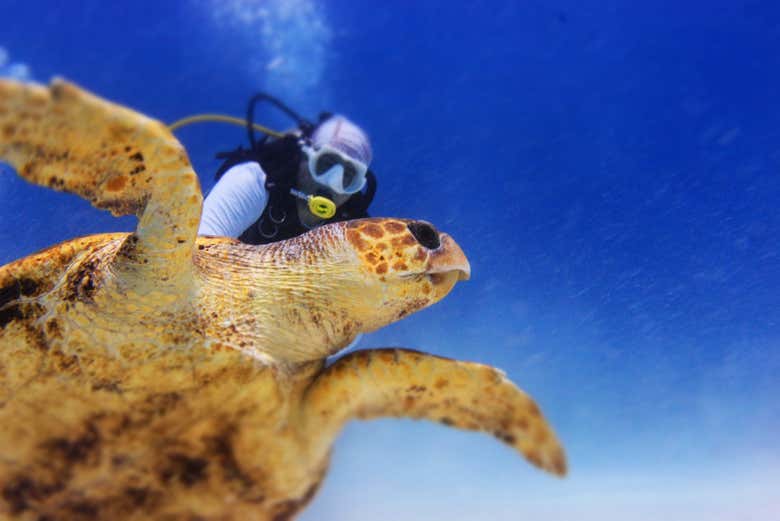 Descubriendo la fauna marina