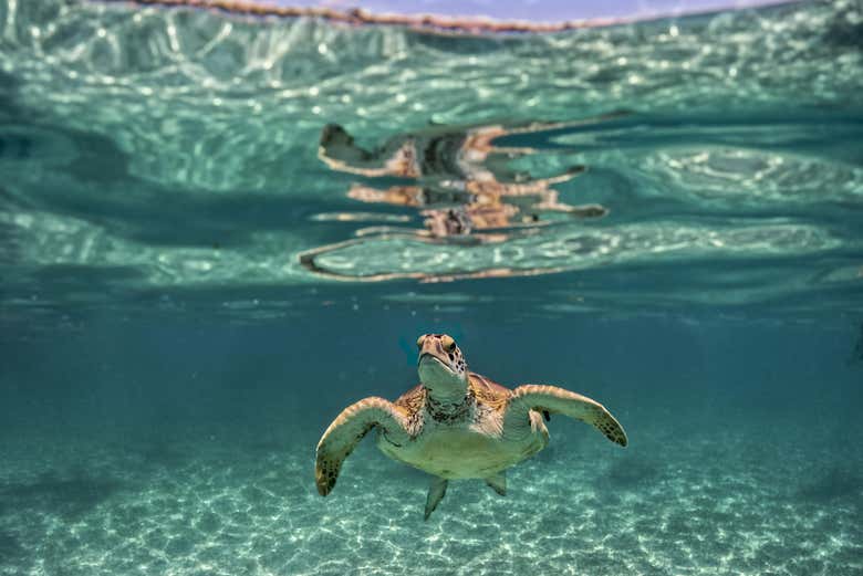 Look for sea turtles