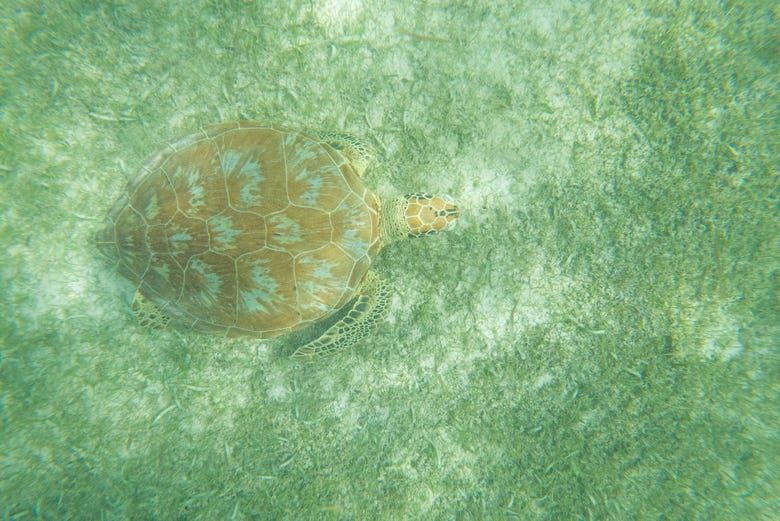 Um tartaruga-marinha camuflada no fundo do oceano