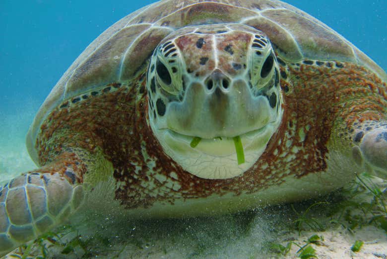 A sea turtle in the Caribbean