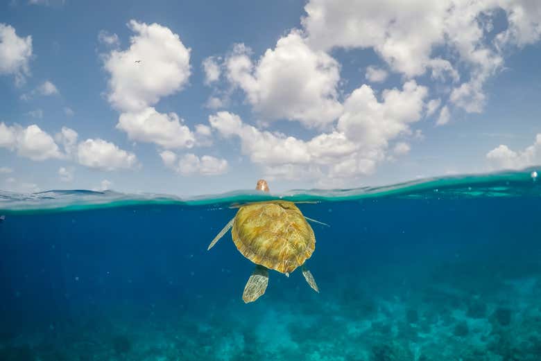 Una tortuga marina subiendo a la superficie