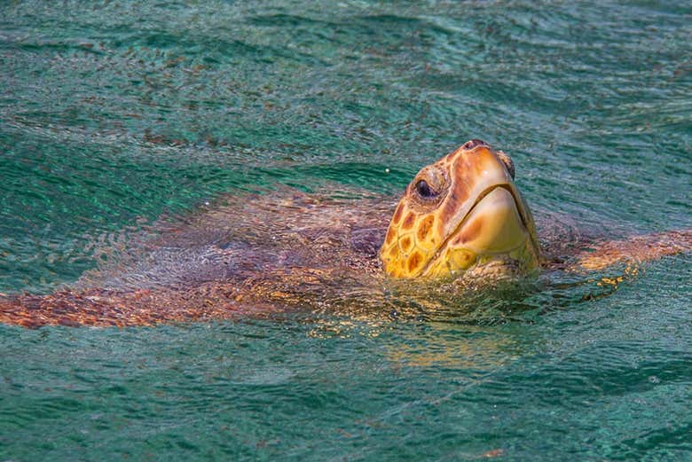 Tortugas marinas en Punta Allen
