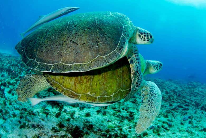Tortugas apareándose