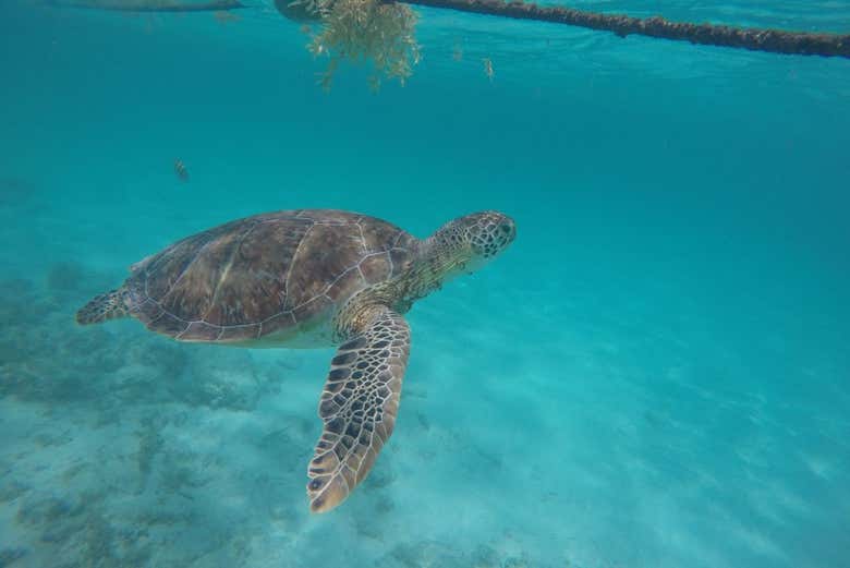 Una de las tortugas marinas que habitan la bahía de Akumal