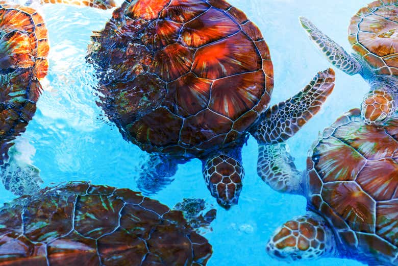 Sea turtles swimming in the water