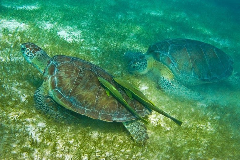 Tortugas-marinhas da baía