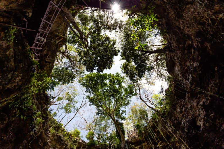 Admirando la vegetación que rodea el ojo del cenote