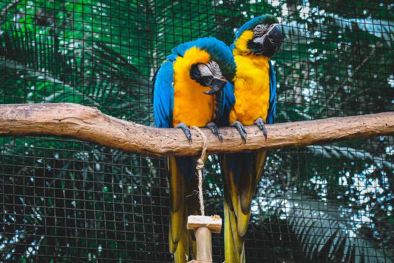 Pássaros em Xcaret