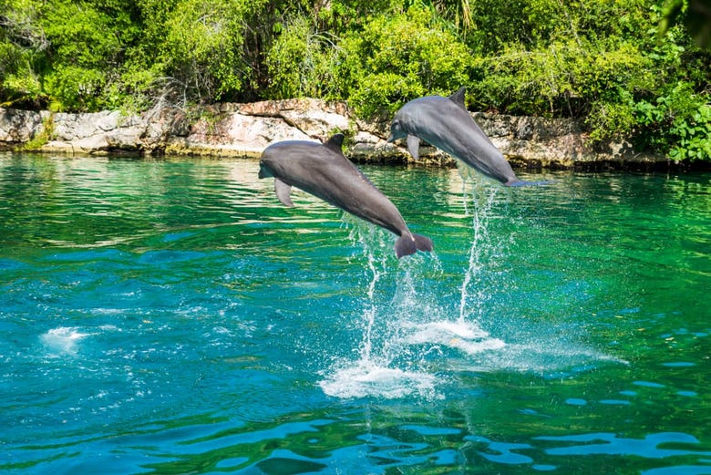 Dolphins at Xel-Há
