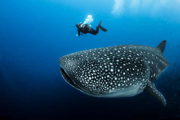 Nage avec des requins baleines