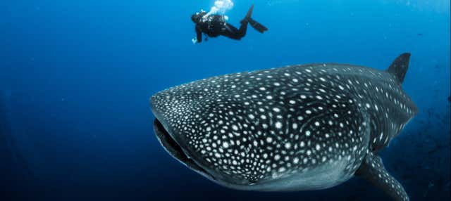 Nado con tiburones ballena