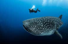 Nager avec des requins baleines
