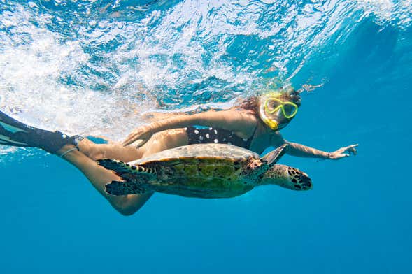 Bagno con le tartarughe nella baia di Akumal