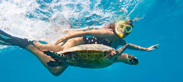 Nadar com tartarugas na baía de Akumal