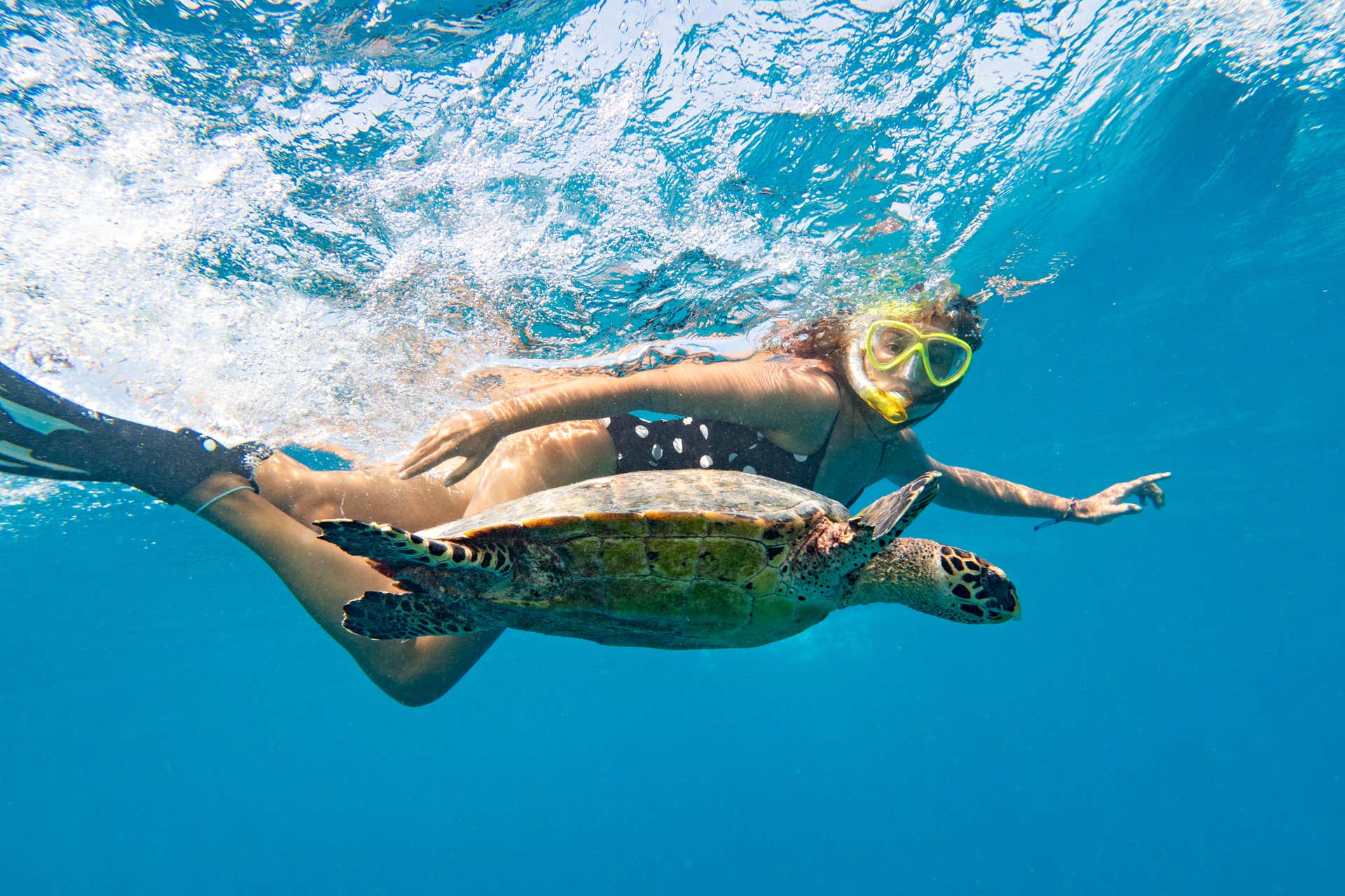 nado con tortugas en la bahía de akumal desde riviera maya playa del