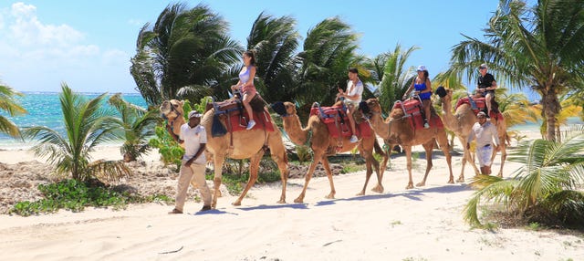 Camel Ride in Riviera Maya