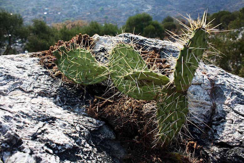 Cactus de Barrancas del Cobre