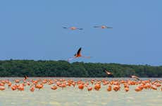 Excursión a Celestún con avistamiento de flamencos