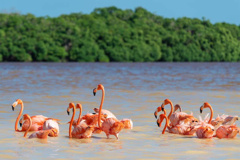 Spot pink flamingos!