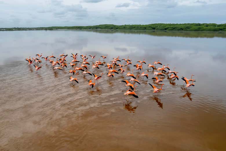 Podréis observar flamencos rosa en su hábitat natural