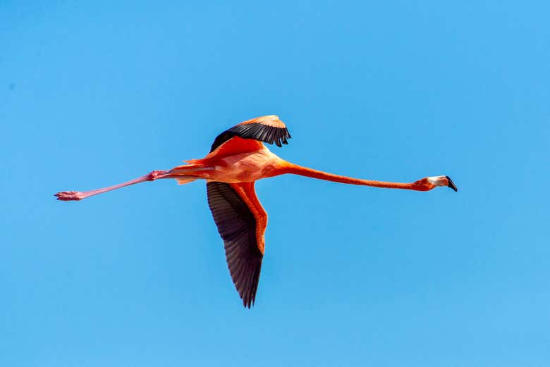 Un flamenco volando