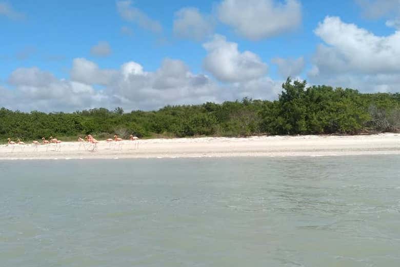 Uno de los ecosistemas más fascinantes de Yucatán