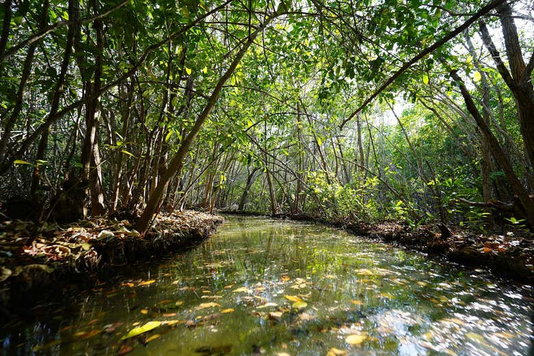 Explore the San Crisanto Mangrove