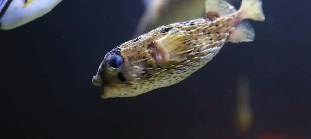 Ingresso do Aquário Michin Puebla